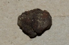 Tuber longisporum