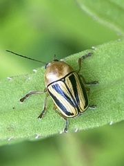 Cryptocephalus venustus