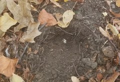 Tuber longisporum