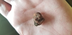 Tuber longisporum