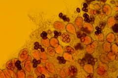 Tuber longisporum