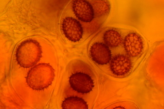 Tuber longisporum