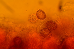 Tuber longisporum
