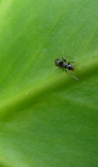Technomyrmex jocosus