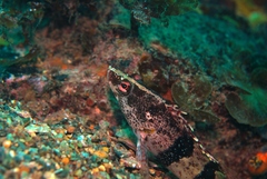 Hypoplectrodes nigroruber