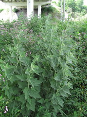Althaea armeniaca