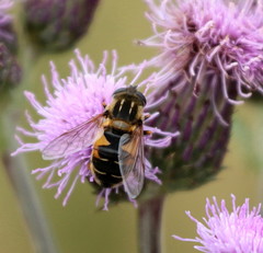 Helophilus lapponicus