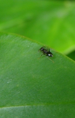 Technomyrmex jocosus