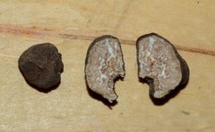 Tuber longisporum