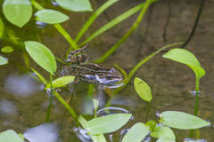 Pelophylax lessonae