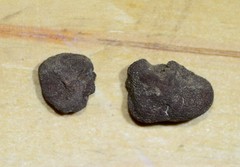 Tuber longisporum