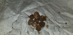 Tuber longisporum