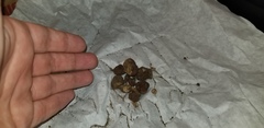Tuber longisporum