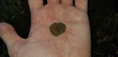 Tuber longisporum
