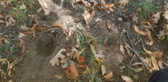 Tuber longisporum