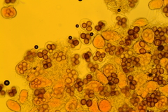 Tuber longisporum
