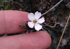 Silene involucrata
