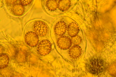 Tuber longisporum