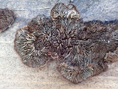 Pseudomerulius