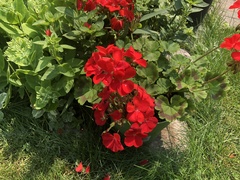 Pelargonium × hybridum