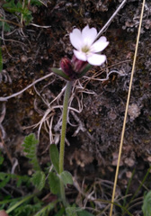 Silene involucrata