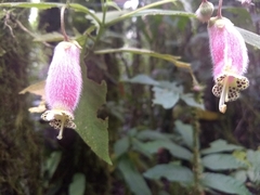Kohleria affinis