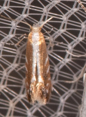 Cameraria quercivorella