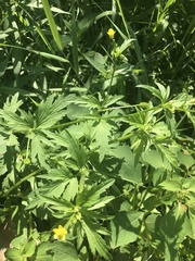 Ranunculus pensylvanicus