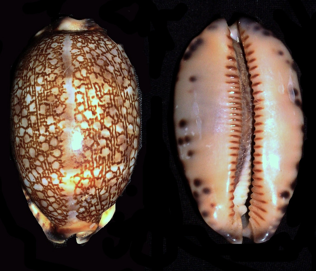 Arabic cowry