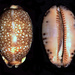 Arabian Cowry - Photo (c) Richard Parker, some rights reserved (CC BY)