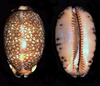 Arabian Cowry - Photo (c) Richard Parker, some rights reserved (CC BY)