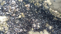 Brachidontes rodriguezii