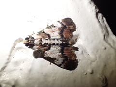 Termioptycha