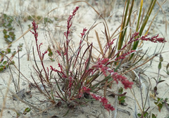 Rumex graminifolius