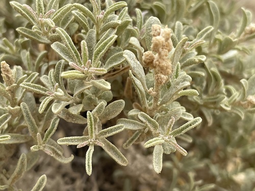 Mat saltbush (Atriplex corrugata)