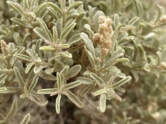 Atriplex corrugata