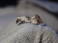 Neocochylis hybridella