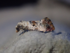 Neocochylis hybridella