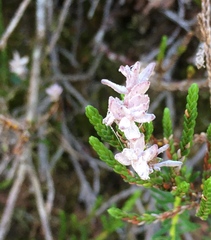 Exobasidium cassiopes