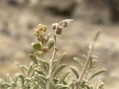 Atriplex corrugata