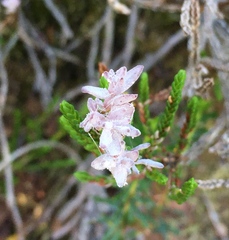 Exobasidium cassiopes