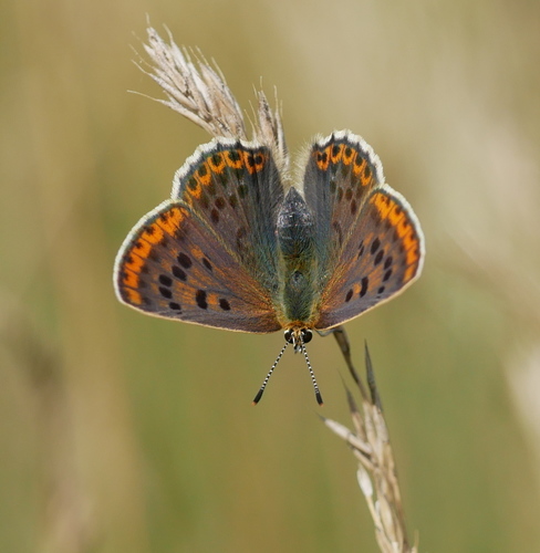 Sooty Copper, 6731 Otterlo, Nederland, photo 5 of 10