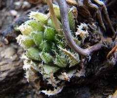 Haworthia herbacea