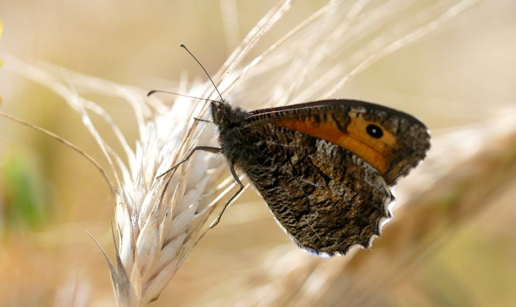 Parahipparchia