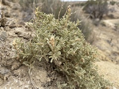 Atriplex corrugata