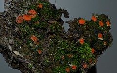 Pulvinula laeterubra