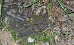 Pulvinula laeterubra