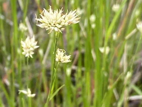 white beak-sedge