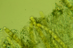 Pulvinula laeterubra