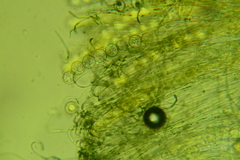 Pulvinula laeterubra